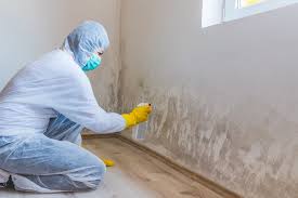 Trusted Shandon, CA Mold Inspection Experts